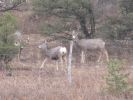 PICTURES/Geronimo Loop - Southern Half/t_Deer4.JPG